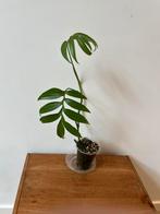 Monstera Subpinnata, Ophalen of Verzenden