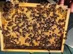 Ruchettes d'élevage mini-plus avec la colonie d'abeilles, Ophalen, Zo goed als nieuw