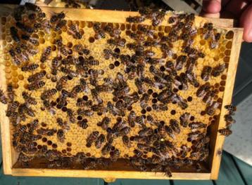 Ruchettes d'élevage mini-plus avec la colonie d'abeilles beschikbaar voor biedingen