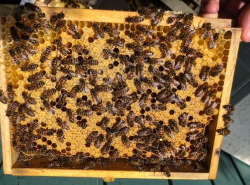Ruchettes d'élevage mini-plus avec la colonie d'abeilles, Tuin en Terras, Overige Tuin en Terras, Zo goed als nieuw, Ophalen