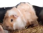 Cavia, Dieren en Toebehoren, Knaagdieren, Mannelijk, Cavia, Tam