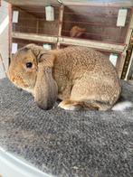 Duitse hangoor konijn, Dieren en Toebehoren, Konijnen, Hangoor