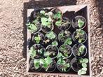 Aardbeiplanten, Tuin en Terras, Ophalen of Verzenden