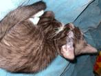 Chaton a donné disponible 22septembre, Ophalen, Nieuw, Overig speelgoed