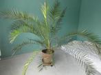 canarische dadelpalm, Ophalen