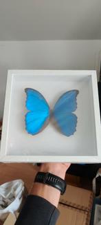 Morpho didius, Ophalen