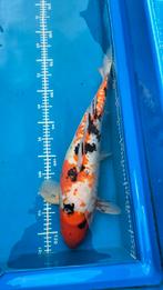 Koi Doitsu showa, Dieren en Toebehoren