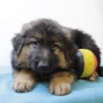 Duitse herder - Belgische pups te koop (lang-en-korthaar), Dieren en Toebehoren, Honden | Herdershonden en Veedrijvers, België