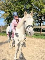Lieve d pony, Dieren en Toebehoren, Merrie, D pony (1.37m tot 1.48m), Recreatiepony, 11 jaar of ouder