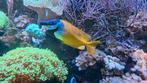 Vossenkop siganus vulpinus zee aquarium, Dieren en Toebehoren, Vissen | Aquariumvissen