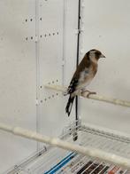 Koppel distelvinken putters, Dieren en Toebehoren, Vogels | Overige Vogels