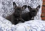 Chiots bouledogue français, Étranger, Parvovirose, Plusieurs animaux, Bouledogue