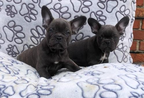 Franse bulldog pups, Dieren en Toebehoren, Honden | Bulldogs, Pinschers en Molossers, Meerdere dieren, Bulldog, Fokker | Professioneel