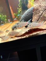5 Sterbai corydoras, Vis, Zoetwatervis, Schoolvis