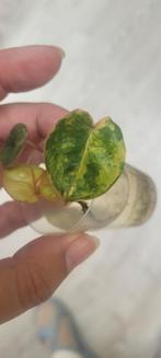 philodendron billietiea variegated, Huis en Inrichting, Kamerplanten, Ophalen