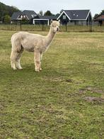 2 drachtige alpaca merries te koop, Dieren en Toebehoren, Overige Dieren, April, Vrouwelijk