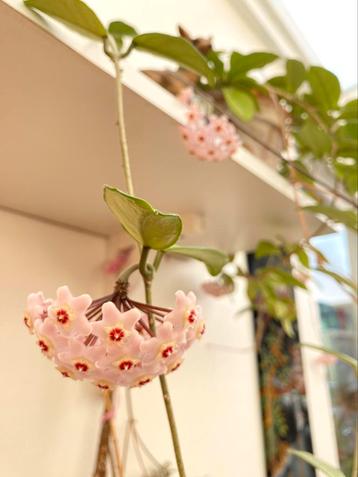 Hoya Carnosa - wasbloem beschikbaar voor biedingen