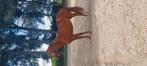 Zeer knap zangersheide merrie, Dieren en Toebehoren, Paarden, Merrie, Springpaard, Gechipt, 0 tot 2 jaar
