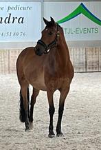 Pony opzoek naar een halve stal ruiter te Lubbeek, 11 jaar of ouder, Ruin, D pony (1.37m tot 1.48m), Recreatiepony