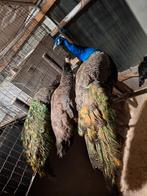 Blauwe pauwen, Dieren en Toebehoren, Mannelijk, Overige soorten