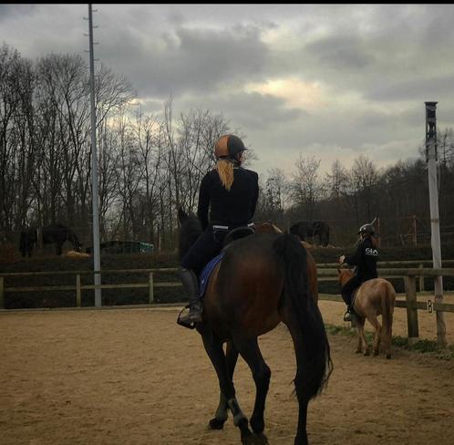 Verzorgpaard gezocht, Dieren en Toebehoren, Stalling en Weidegang