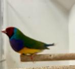 Roodkoppen mannen €20 stuk, Dieren en Toebehoren, Vogels | Overige Vogels