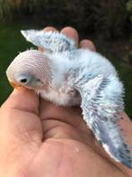 Baby dwergpapegaais, Tam