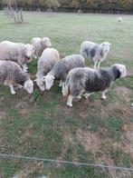 Herdwick ooien te koop, Dieren en Toebehoren, Schapen, Geiten en Varkens