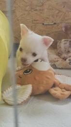 Chihuahua blanc, Animaux & Accessoires, Accessoires pour chiens, Enlèvement ou Envoi