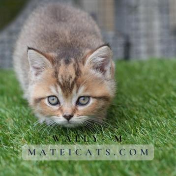 British Shorthair Black Golden Ticked beschikbaar voor biedingen