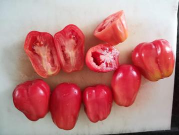 rozerode tomaat Santa Ana - 5 zaden beschikbaar voor biedingen