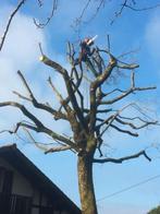 Elagage et abattage d'arbres dangereux Intervention rapide, Ophalen of Verzenden