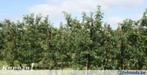 appel of perenplantage gevraagd voor om te zagen, Ophalen of Verzenden, Takken