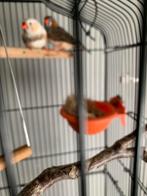 koppel zebravinken met kooi