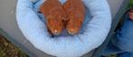 2 cavia zeugjes, Octobre, Domestique, Cobaye, Femelle