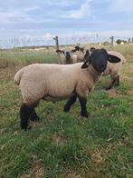 Suffolk ramlam, schaap, Dieren en Toebehoren, Schaap