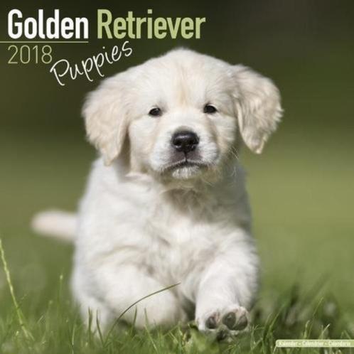 Calendrier des chiots Golden Retriever 2018, Divers, Calendriers, Neuf, Calendrier annuel, Envoi