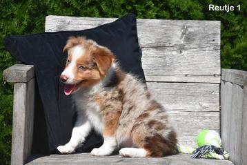 Prachtige Border Collie pups  beschikbaar voor biedingen