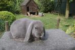 Nederlandse hangoor blauw, Animaux & Accessoires, Lapins, Mâle, Nain, Oreilles tombantes