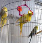 Perruche ondulée, Animaux & Accessoires, Oiseaux | Perruches & Perroquets