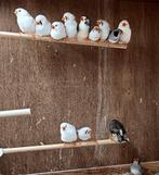 zebravinken mutaties, zwartwang, masker, wit, kuif..., Dieren en Toebehoren, Vogels | Overige Vogels, Meerdere dieren, Tropenvogel
