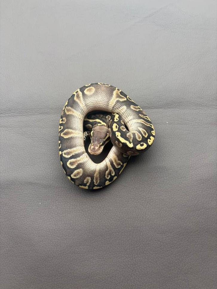 1.0 GHI / Phantom / Pastel, Animaux & Accessoires, Reptiles & Amphibiens, Serpent, 0 à 2 ans, Domestique