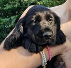 engelse cocker spaniel pups 16-4-25, België, CDV (hondenziekte), 8 tot 15 weken, Meerdere