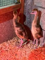 kuikens grijze kroonkraanvogel, Dieren en Toebehoren, Pluimvee, Geslacht onbekend, Overige soorten