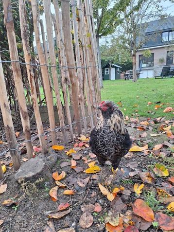 Jonge, tamme araucana haan. 4 maand oud. beschikbaar voor biedingen