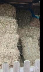 Kleine botjes hooi., Dieren en Toebehoren, Ophalen