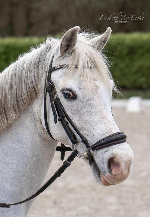 Brave b pony te koop, Dieren en Toebehoren, Pony's, Ruin, Niet van toepassing, B pony (1.17m tot 1.27m), 11 jaar of ouder