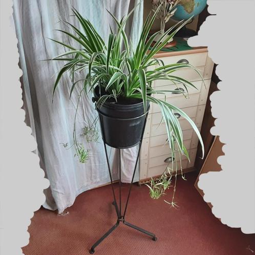 Grote zeer mooie meerjarige wit gestreepte Chlorophitum, Huis en Inrichting, Kamerplanten, In pot, Ophalen of Verzenden