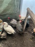 Legkippen te koop, Dieren en Toebehoren, Pluimvee, Vrouwelijk, Kip