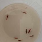 crevettes rouge sur eau du robinet, Homard, Crabe ou Crevette, Poisson d'eau douce, Banc de poissons